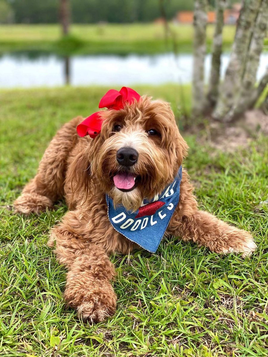 Apple, a Goldendoodle at Texas Doodles in Kountze, Texas