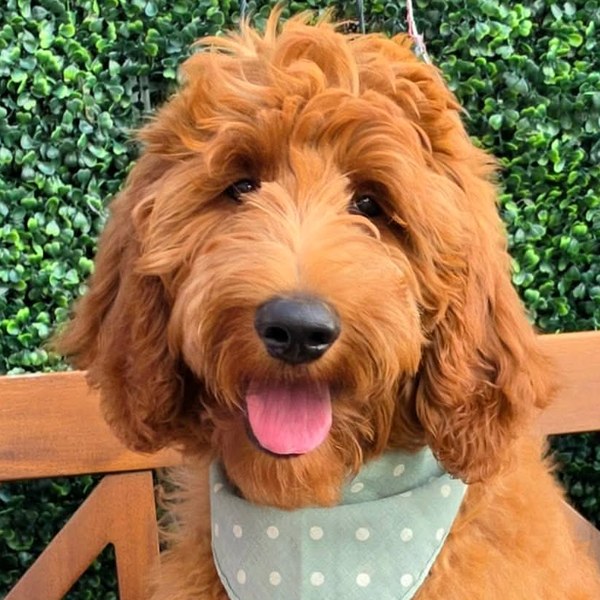 Apple x Ollie, Spring 2026 Goldendoodle litter at Texas Doodles