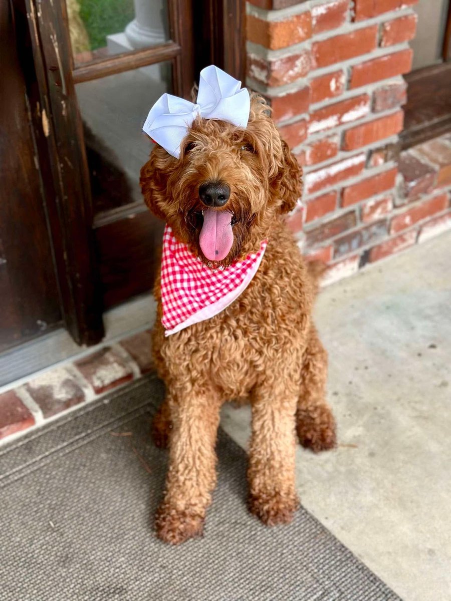 Bailey, a Goldendoodle at Texas Doodles in Kountze, Texas