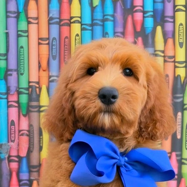 Bailey x Teddy, Spring 2026 Goldendoodle litter at Texas Doodles
