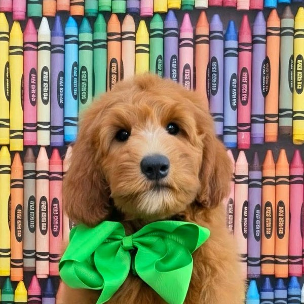Bailey's Green Bow Boy, Multigen Medium Goldendoodle puppy at Texas Doodles