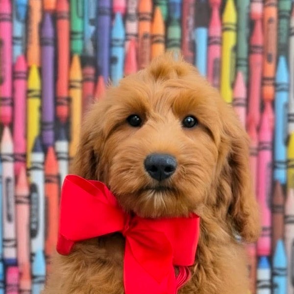 Bailey's Red Bow Boy, Multigen Medium Goldendoodle puppy at Texas Doodles