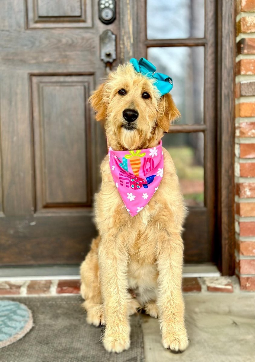 Bambi, a Goldendoodle at Texas Doodles in Kountze, Texas