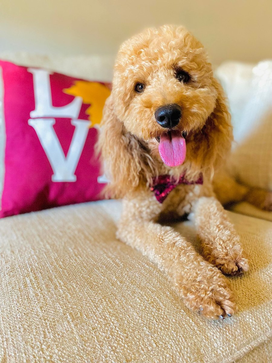 Beau, a Goldendoodle at Texas Doodles in Kountze, Texas
