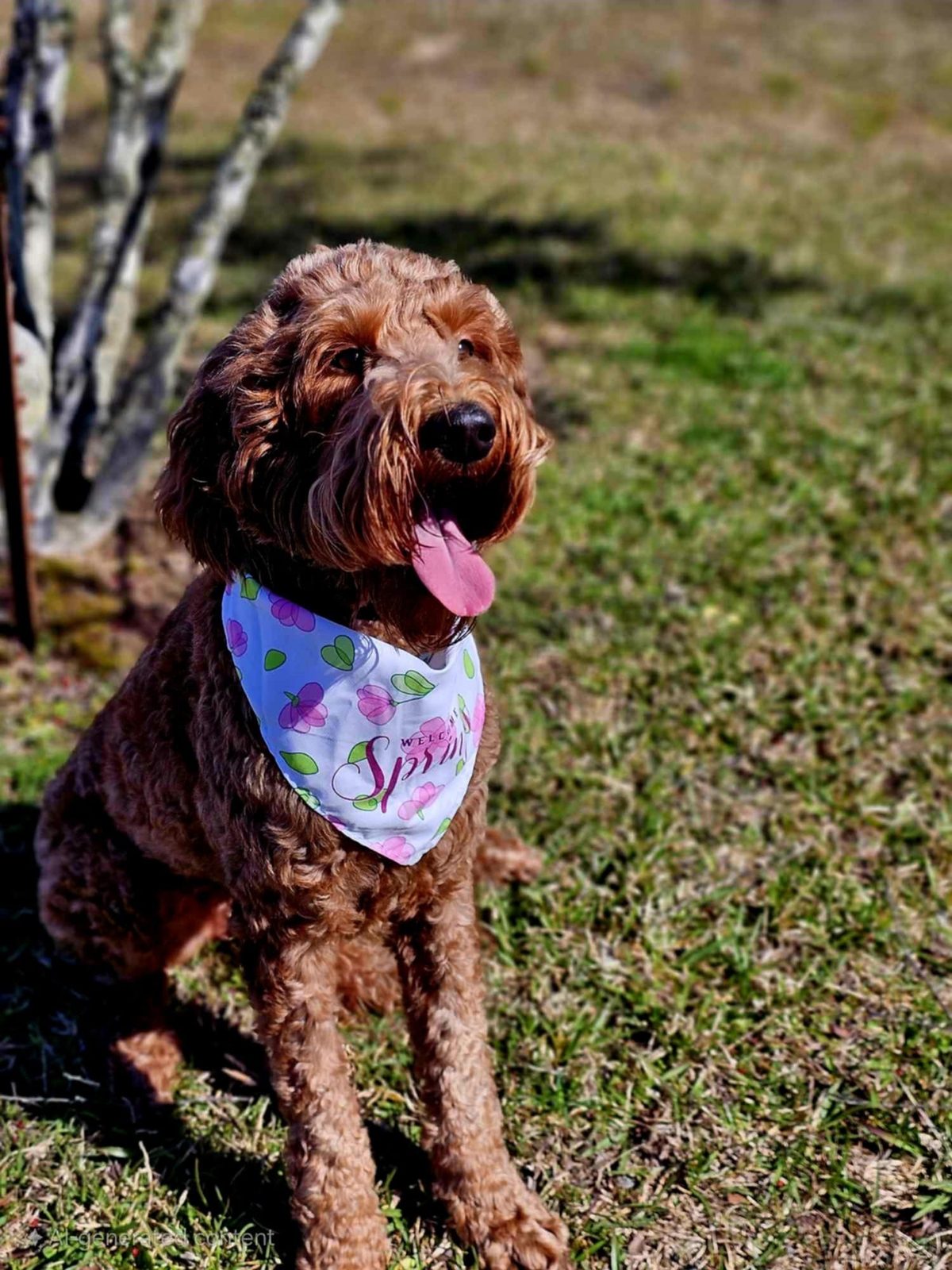 Charlie Rae, a Goldendoodle at Texas Doodles in Kountze, Texas