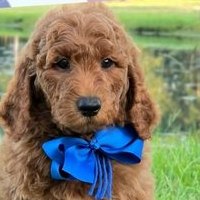 Charlie Rae x Ollie, Summer 2026 Goldendoodle puppies at Texas Doodles