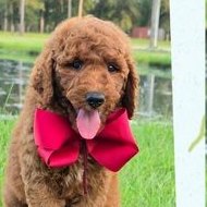 Charlie Rae x Ollie, Summer 2026 Goldendoodle puppies at Texas Doodles
