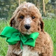 Charlie Rae x Ollie, Summer 2026 Goldendoodle puppies at Texas Doodles