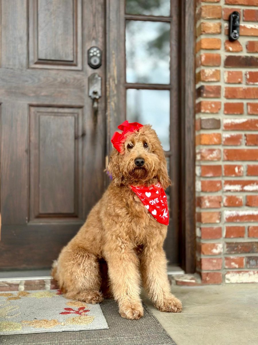 Gracie, a Goldendoodle at Texas Doodles in Kountze, Texas