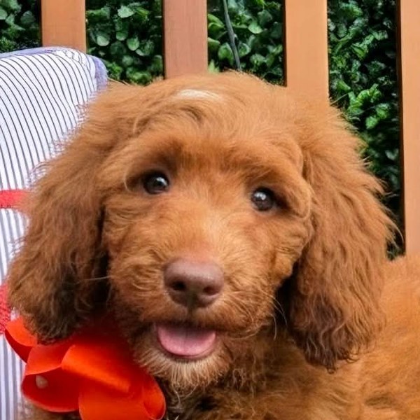 Hadley's Orange Bow Boy, F1BB Standard Goldendoodle puppy at Texas Doodles