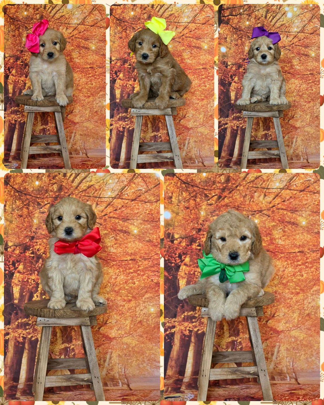 Leia x Teddy, Summer 2026 Goldendoodle litter at Texas Doodles