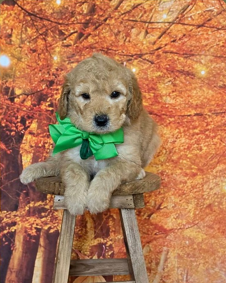 Leia's Green Bow Boy, F2B Miniature Goldendoodle puppy at Texas Doodles