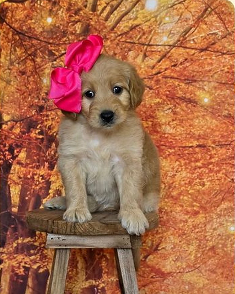 Leia's Pink Bow Girl, F2B Miniature Goldendoodle puppy at Texas Doodles