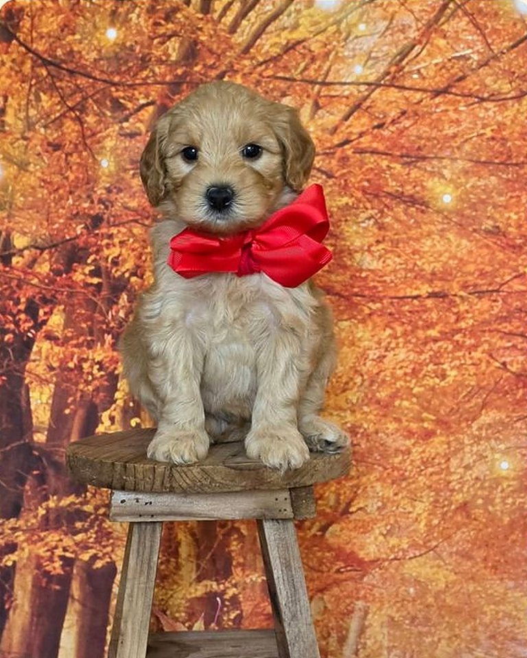 Leia's Red Bow Boy, F2B Miniature Goldendoodle puppy at Texas Doodles