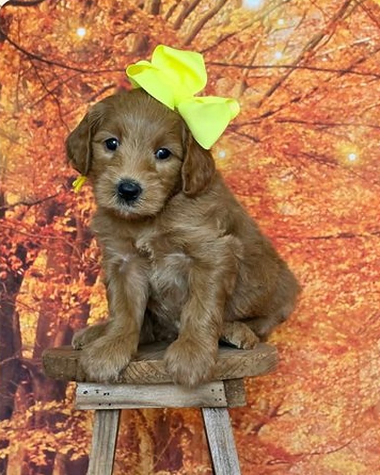 Leia's Yellow Bow Girl, F2B Miniature Goldendoodle puppy at Texas Doodles