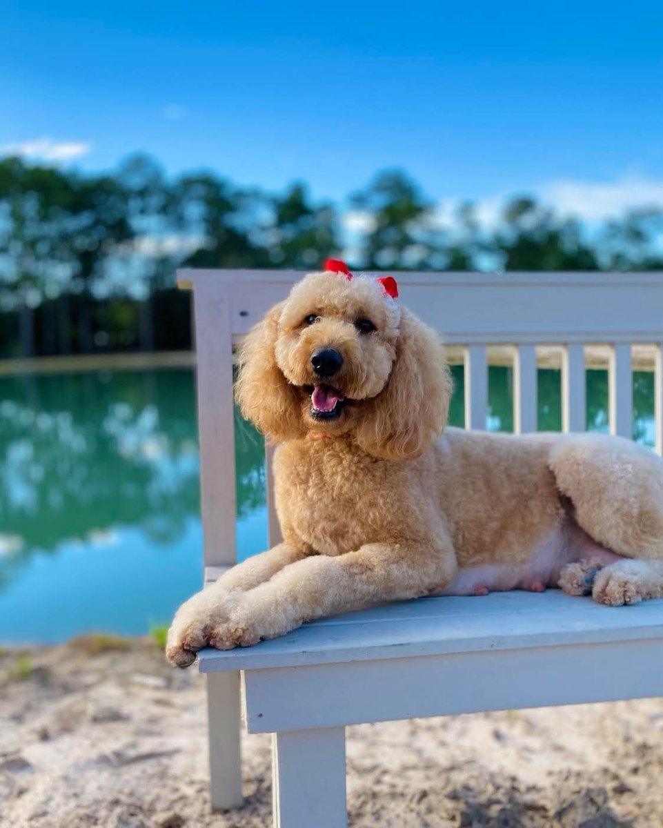 Lennon, a Goldendoodle at Texas Doodles in Kountze, Texas