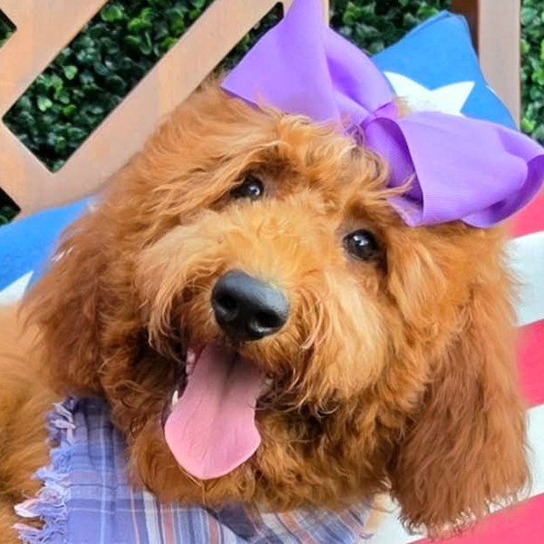 Lennon's Purple Bow Girl, F1BB Medium Goldendoodle puppy at Texas Doodles