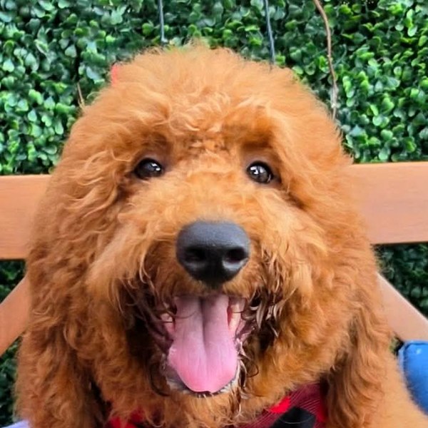 Lennon's Red Bow Boy, F1BB Medium Goldendoodle puppy at Texas Doodles