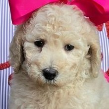 Maggie x Rowdy, Summer 2026 Goldendoodle puppies at Texas Doodles