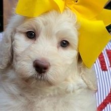 Maggie x Rowdy, Summer 2026 Goldendoodle puppies at Texas Doodles