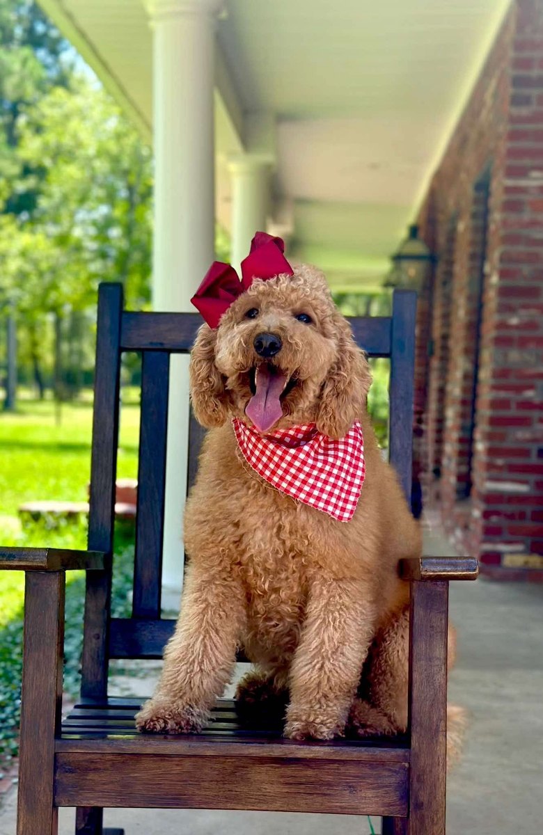 Millie, a Goldendoodle at Texas Doodles in Kountze, Texas