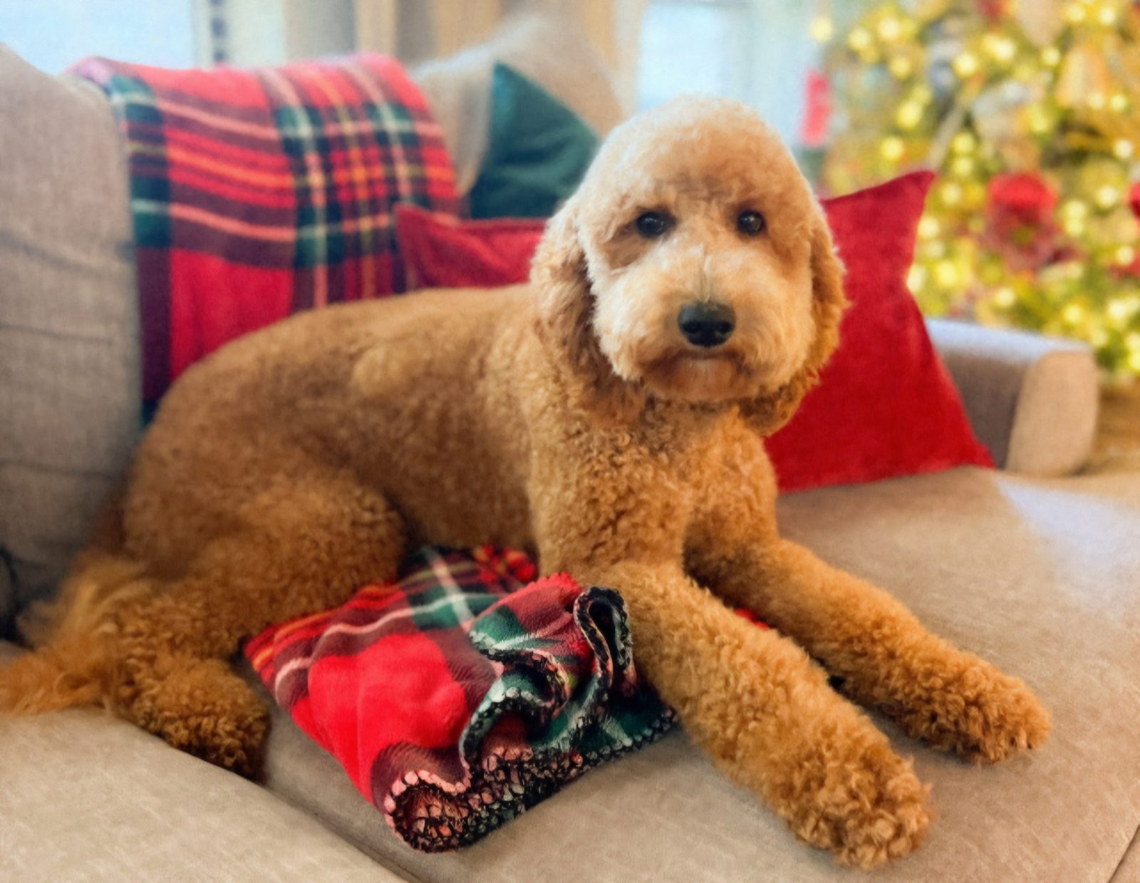 Millie Mae, a Goldendoodle at Texas Doodles in Kountze, Texas