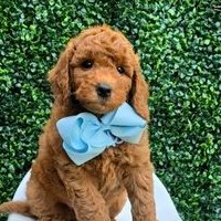 Millie Mae x Taco, Summer 2026 Goldendoodle puppies at Texas Doodles
