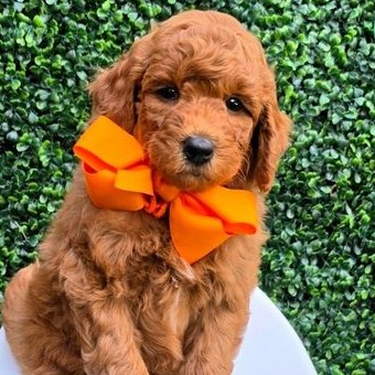 Millie Mae x Taco, Summer 2026 Goldendoodle puppies at Texas Doodles
