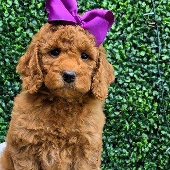 Millie Mae x Taco, Summer 2026 Goldendoodle puppies at Texas Doodles