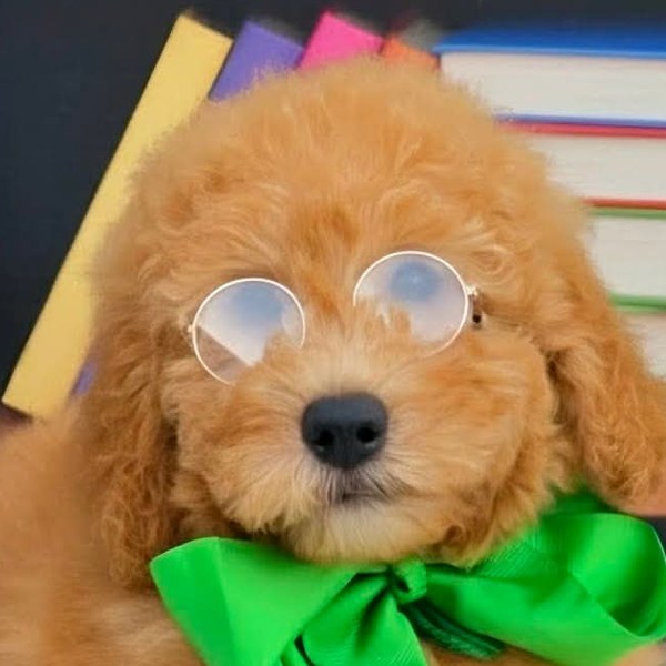 Millie Mae & Teddy's Green Bow Boy, F2B Miniature Goldendoodle puppy at Texas Doodles