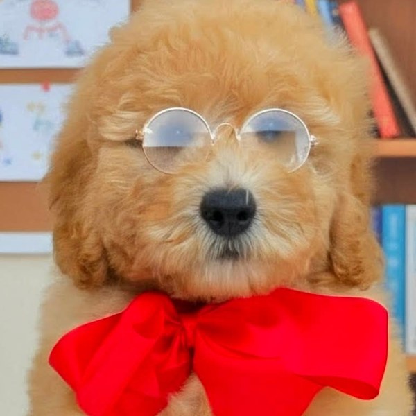 Millie x Teddy, Summer 2026 Goldendoodle litter at Texas Doodles