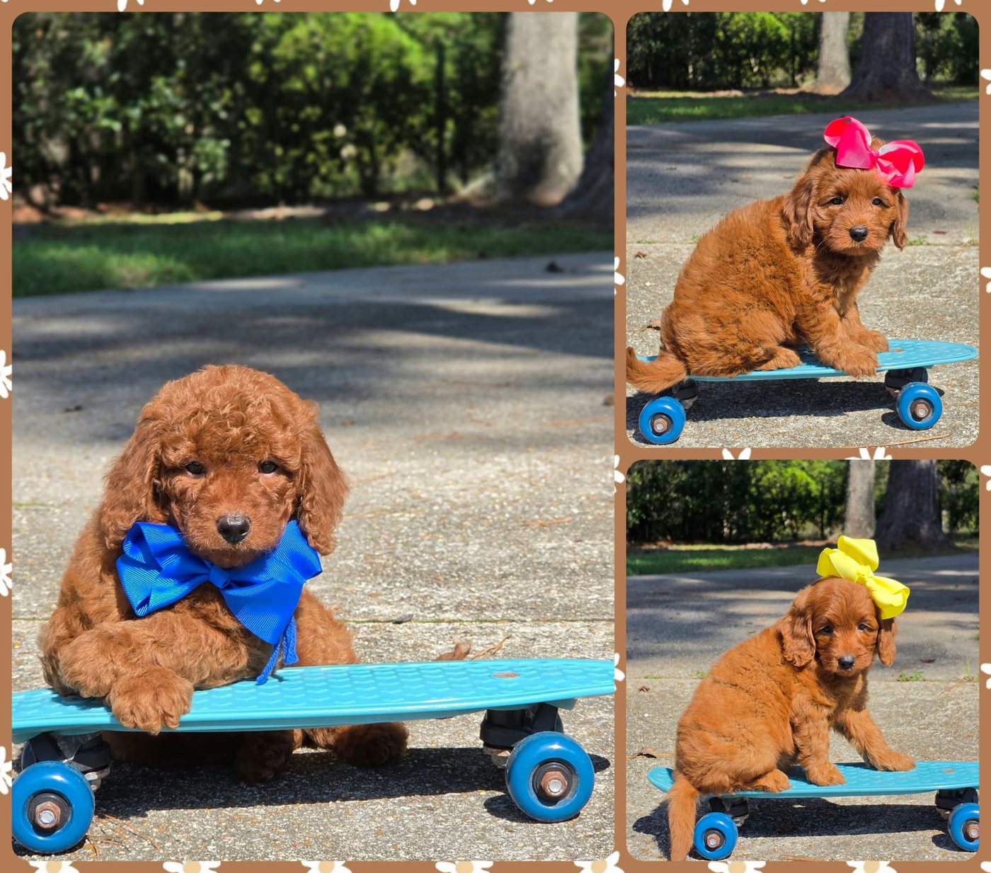 Sadie Mae x Taco, Summer 2026 Goldendoodle litter at Texas Doodles