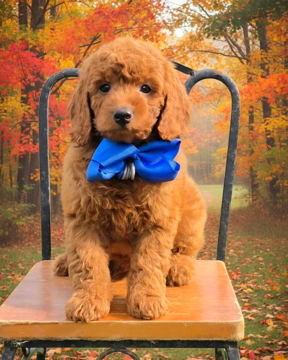 Sadie Mae's Blue Bow Boy, F1BB Petite Mini Goldendoodle puppy at Texas Doodles