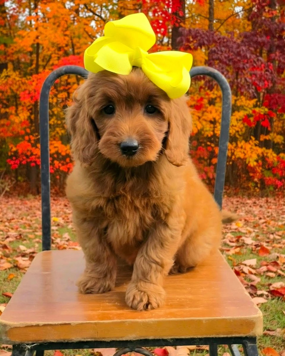 Sadie Mae's Yellow Bow Girl, F1BB Petite Mini Goldendoodle puppy at Texas Doodles