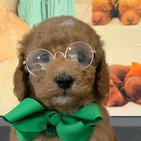 Sophie x Goose, Summer 2026 Goldendoodle puppies at Texas Doodles