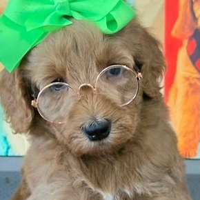 Sophie x Goose, Summer 2026 Goldendoodle puppies at Texas Doodles