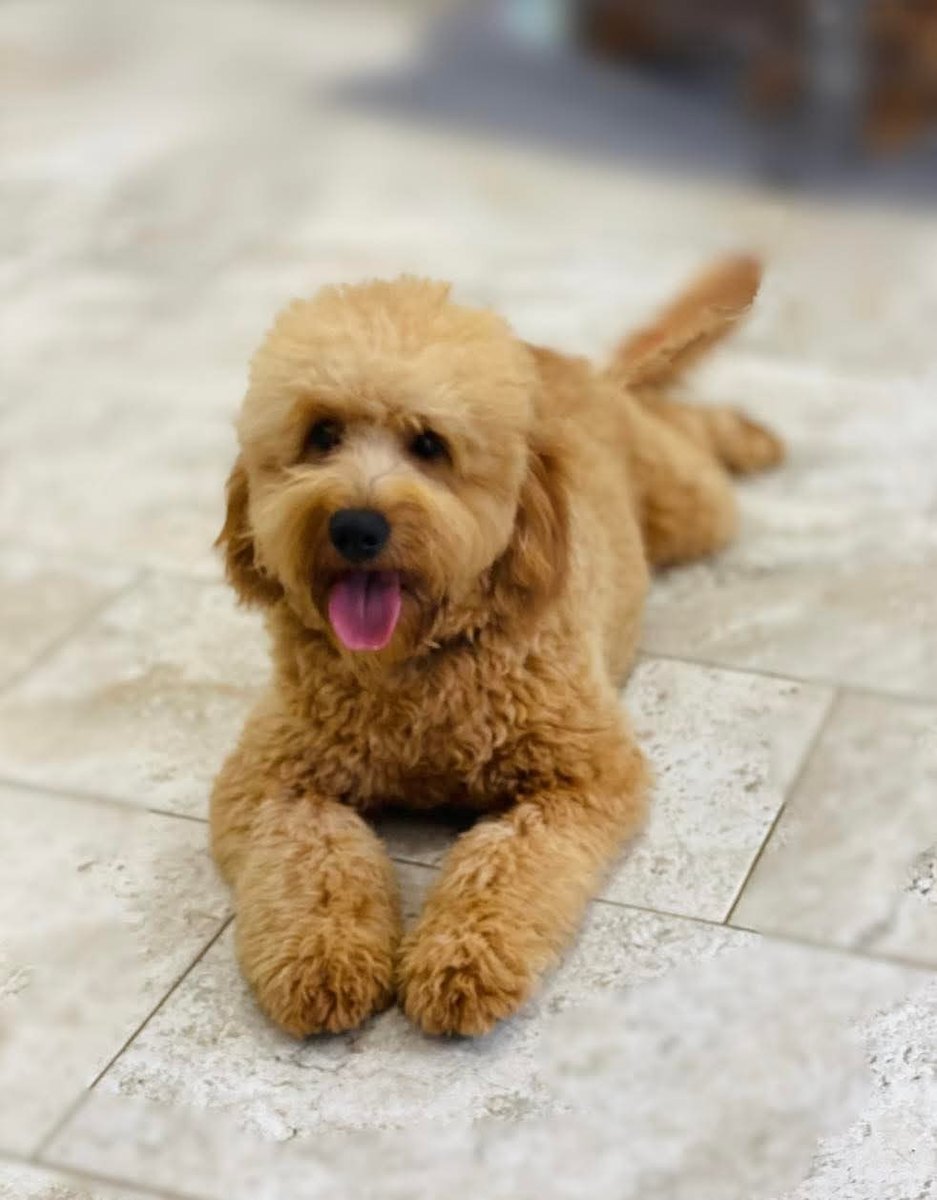 Teddy at Texas Doodles
