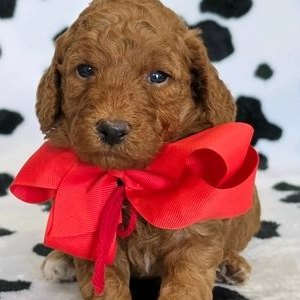 Tilly x Taco, Summer 2026 Goldendoodle puppies at Texas Doodles