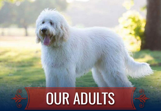 Texas Doodles - Adult Dogs