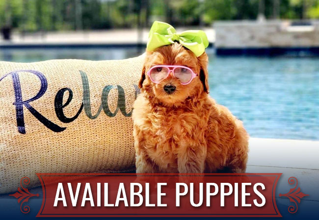 Texas Doodles Available Puppies