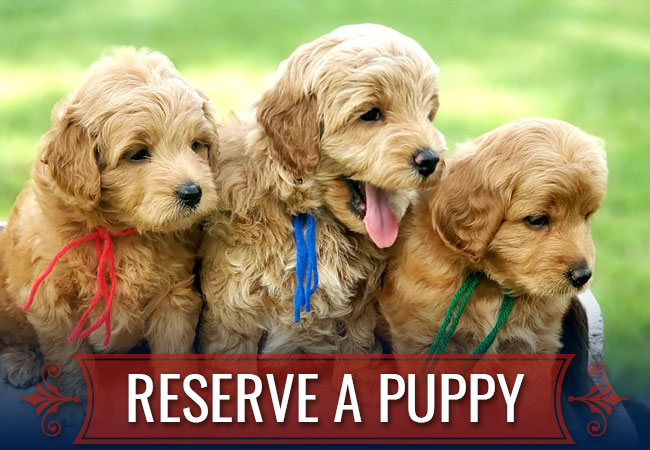 Reserve A Puppy From Texas Doodles