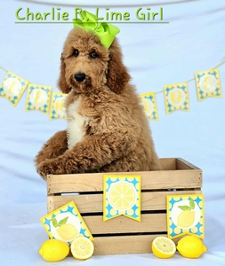 Charlie Rae's Lime Girl Standard Goldendoodle
