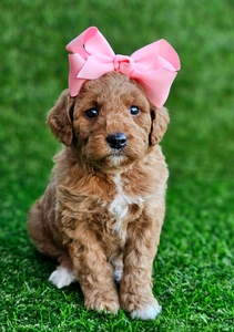 Kaia's Light Pink Girl - F1B Medium Goldendoodle
