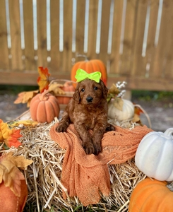 Apple's Lime Girl F1B Standard Goldendoodles