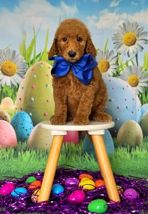 Wimberly's Blue Boy - F1B Standard Goldendoodle