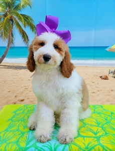 Charlie G's Purple Girl Multigen Standard Goldendoodle