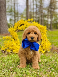 Sadie D  Blue Boy  F1B mini GoldenDoodle 
