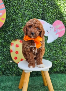 Kona's Orange Boy 