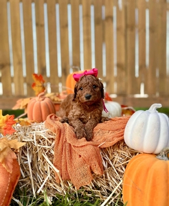 Apple's Pink Girl F1B Standard Goldendoodles