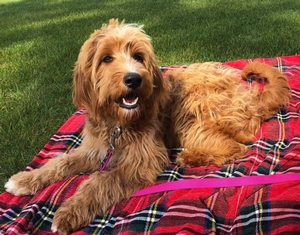 Marley